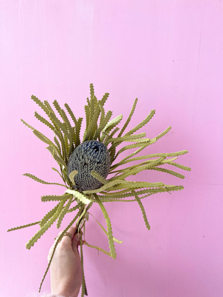 Dried Banksia