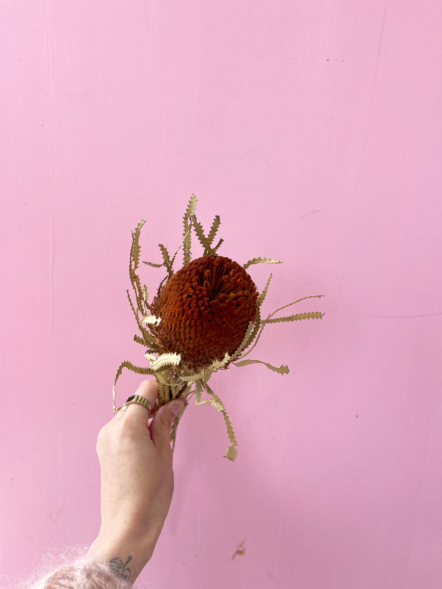Dried Banksia