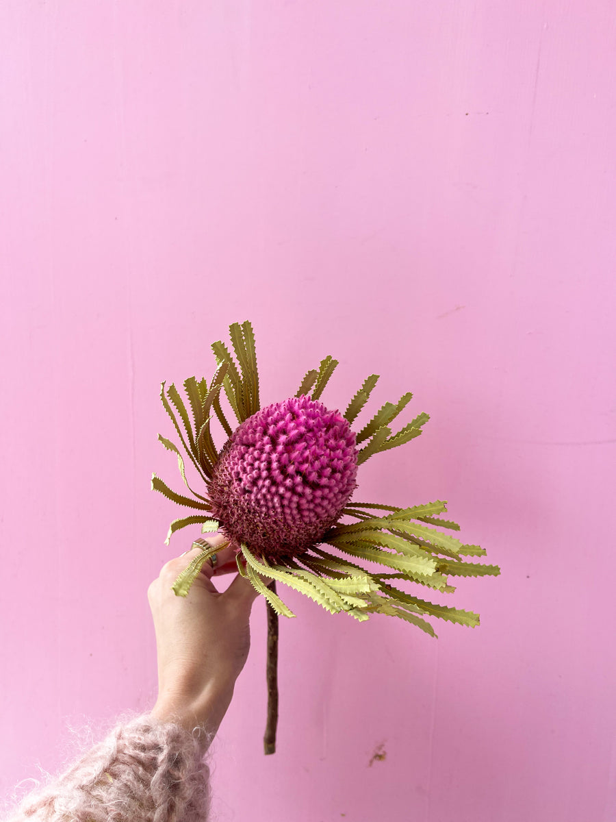 Dried Banksia